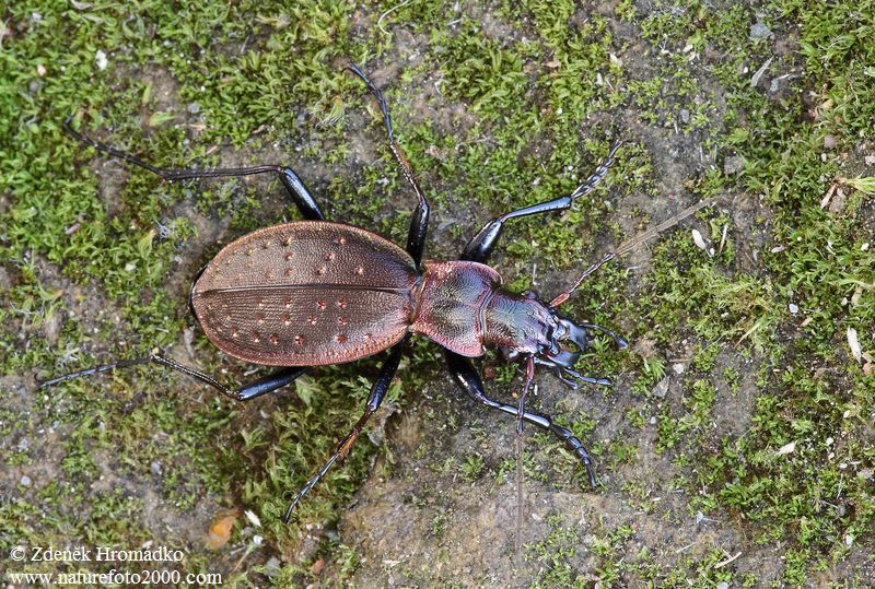 střevlík nepravidelný, Platycarabus irregularis, Carabidae, Carabinae (Brouci, Coleoptera)